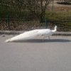 wienwoche296